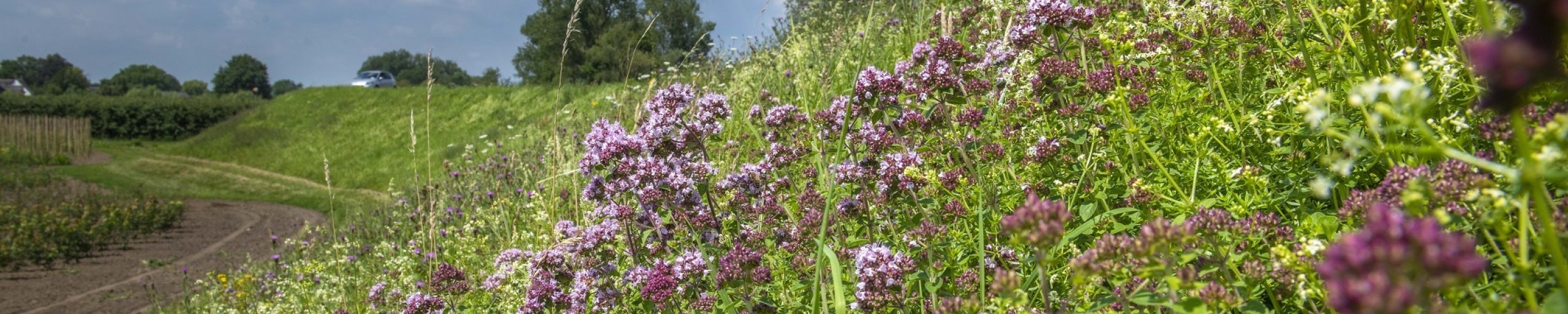 Bloemen en kruiden op de Rijndijk in de Betuwe.
