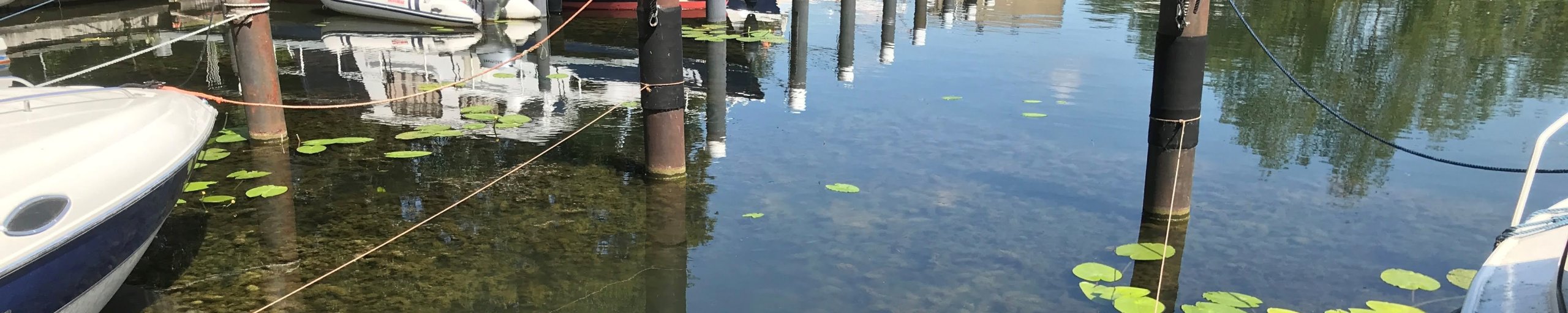 Cabomba (Waterwaaier) in de haven van Hardinxveld-Giessendam