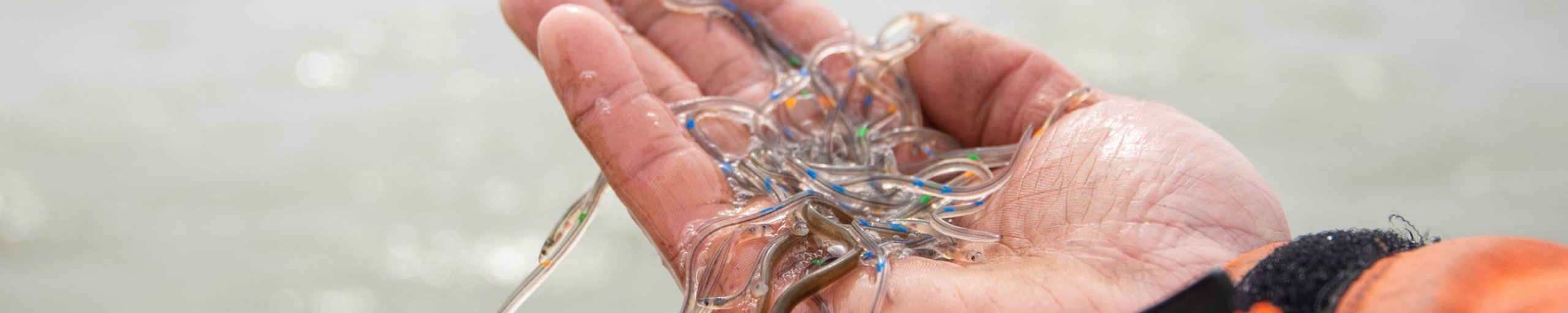 glasalen op een hand