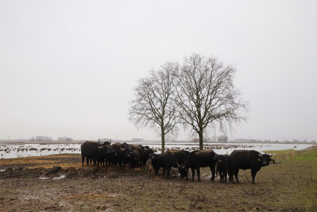 buffels Noordwaard