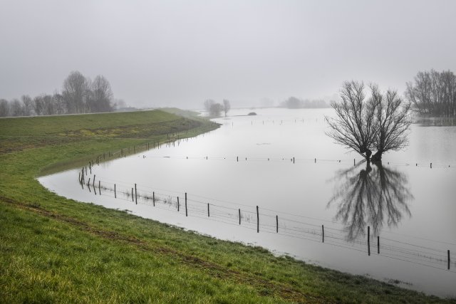 Wilg aan dijk bij Ochten
