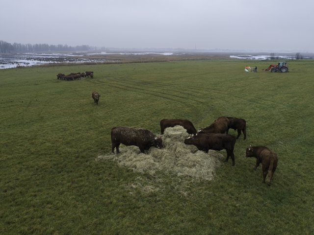 Runderen op Wakkere Dijk