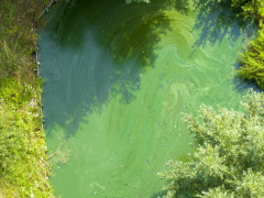 Blauwalg in het water
